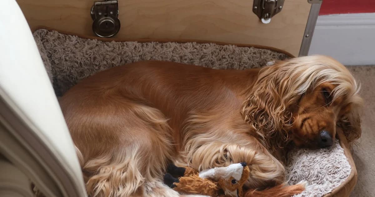 A dog resting quietly at home, calm and comfortable