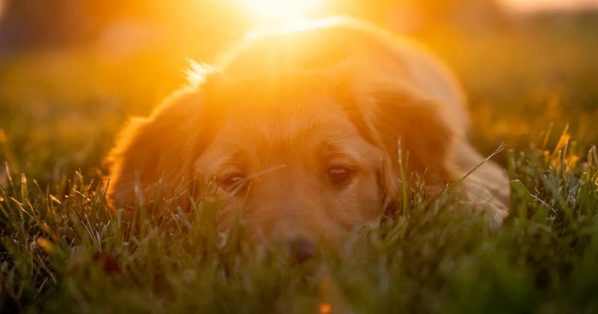 A golden retriever resting in a sunny garden