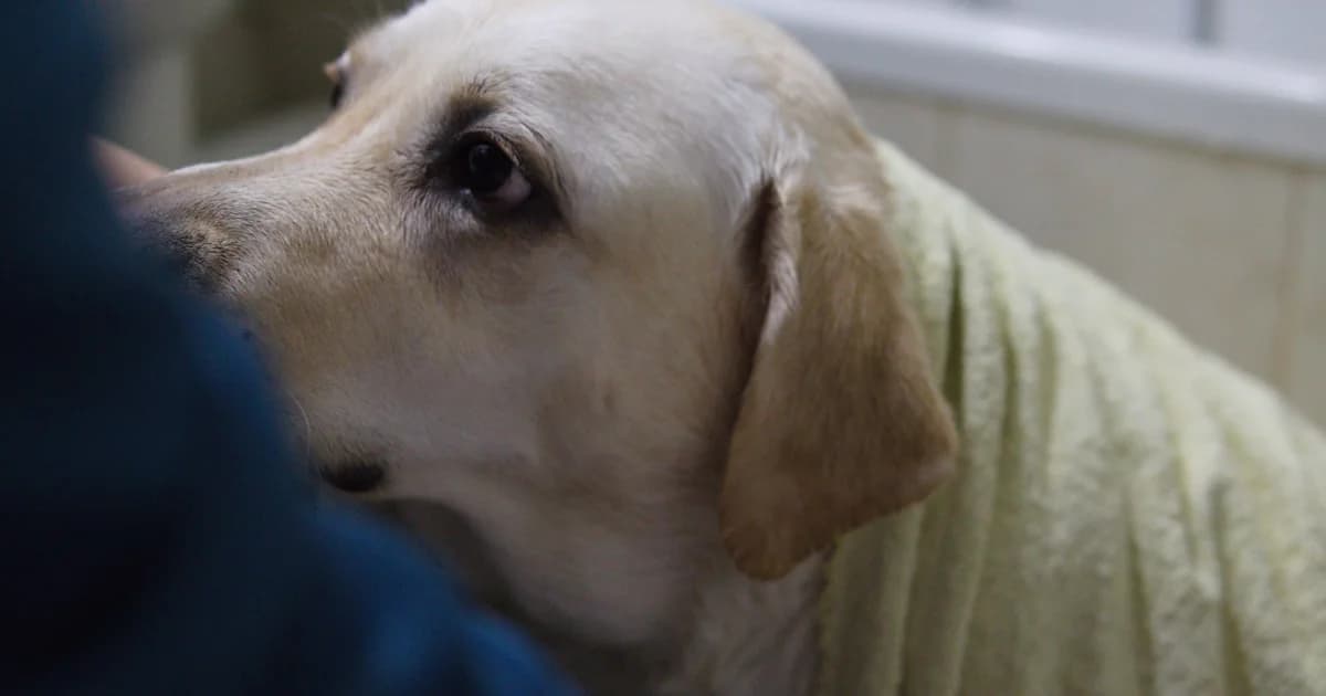 Veterinarian examining a dog's skin for mast cell tumour