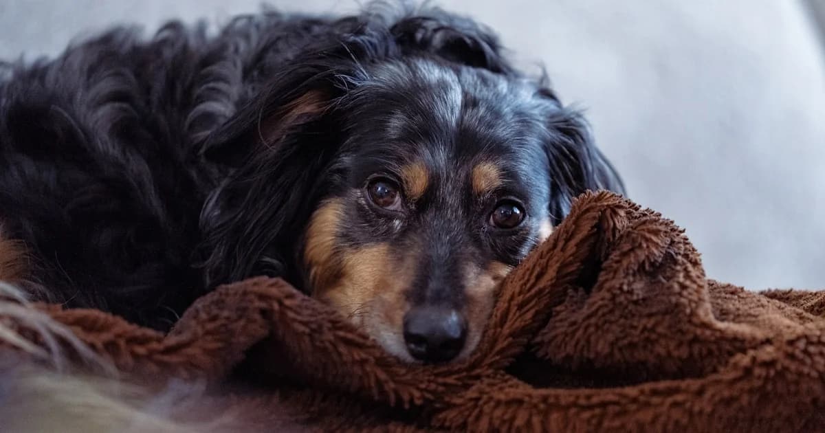 Large breed dog resting peacefully at home