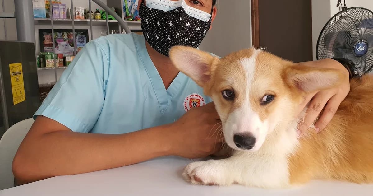 Veterinarian gently examining a dog in a modern clinic setting