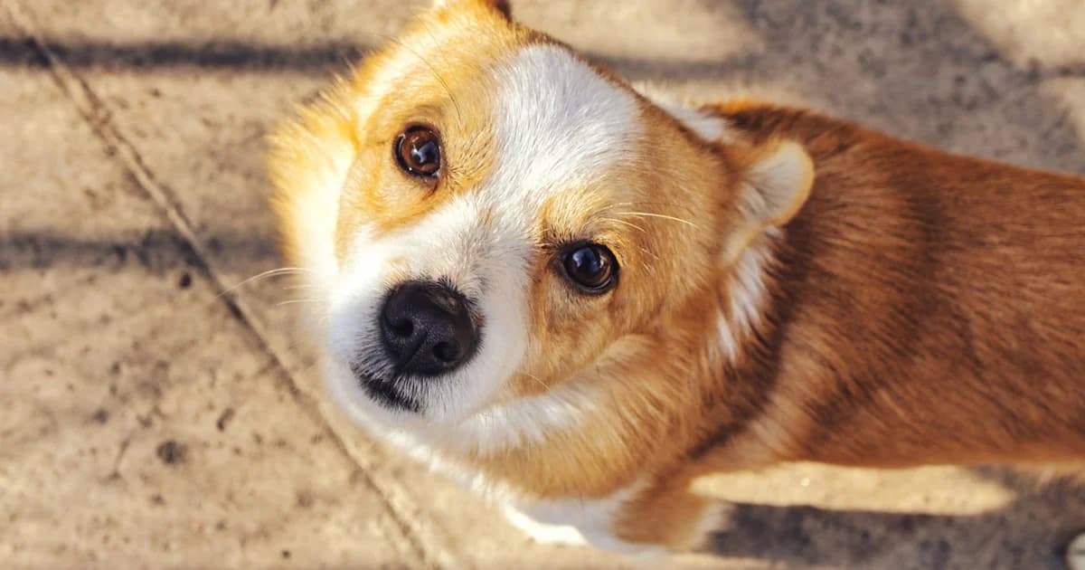 A dog resting close to its owner, calm and connected