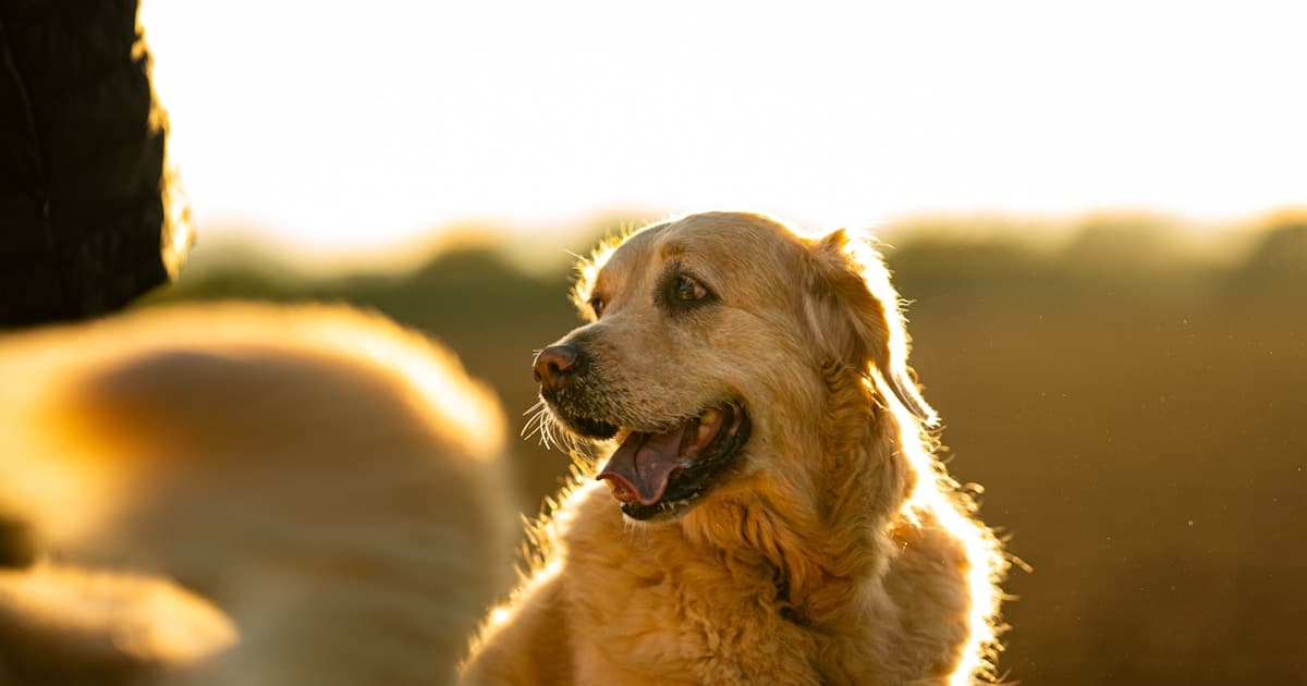Golden Retriever — Pionierprogramm von Novectis Labs